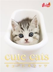 cute cats07 マンチカン