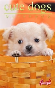 cute dogs16 チワワ