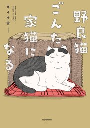 野良猫ごんた、家猫になる