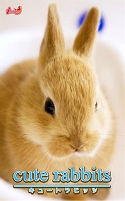 cute rabbits01 ミニウサギ