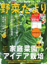 野菜だより 2024年11月号