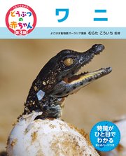 くらべてみよう！どうぶつの赤ちゃん 24 ワニ