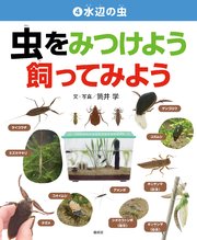水辺の虫